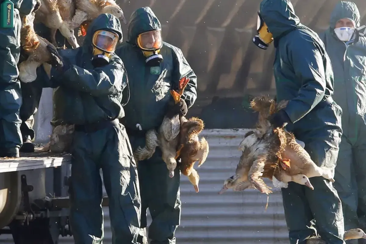 Yeni salgın alarmı! "H5N5" kuş gribinin bulaştığı ilk insan öldü